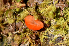 Aurantiporus pulcherrimus