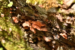Aurantiporus pulcherrimus