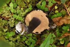 Tylopilus formosus