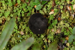 Tylopilus formosus