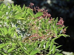 Zanthoxylum avicennae