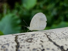 Leptosia nina niobe