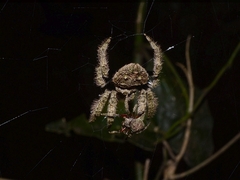 Caerostris sexcuspidata