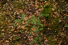 Sophora microphylla
