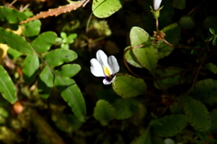 Mazus radicans