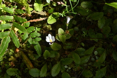 Mazus radicans