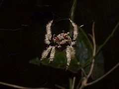 Caerostris sexcuspidata