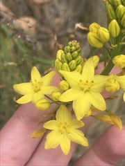Bulbine glauca