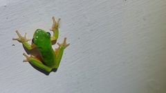 Litoria fallax