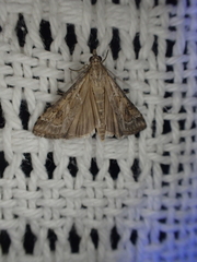 Hellula