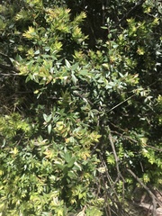 Acrotriche leucocarpa