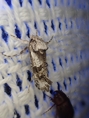 Archaeoses polygrapha