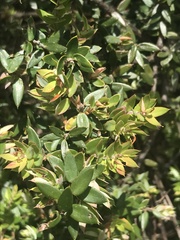 Acrotriche leucocarpa