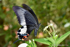 Papilio iswara