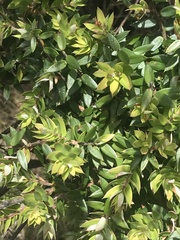 Acrotriche leucocarpa