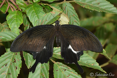 Papilio iswara
