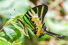 Graphium antiphates