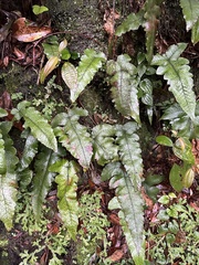 Stegnogramma wilfordii