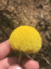 Craspedia aurantia jamesii