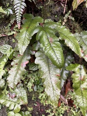 Stegnogramma wilfordii