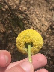 Craspedia aurantia jamesii