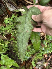 Stegnogramma wilfordii