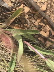 Craspedia aurantia jamesii