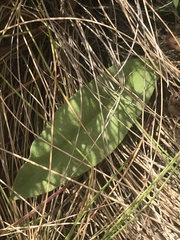 Craspedia aurantia jamesii