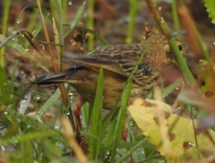 Anthus trivialis