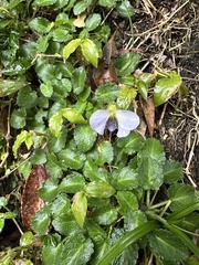 Viola nagasawae