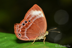 Abisara saturata