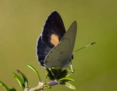 Candalides xanthospilos