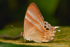 Abisara savitri