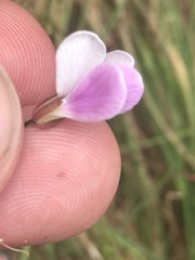 Cardamine lilacina