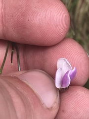 Cardamine lilacina