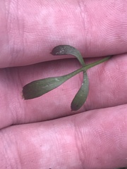 Cardamine lilacina