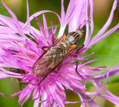 Empis livida