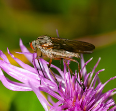 Empis livida