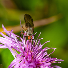Empis livida