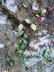Hydrangea integrifolia