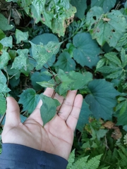 Persicaria biconvexa