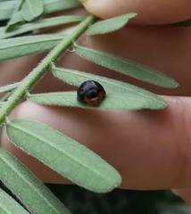 Chilocorus nigritus