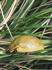 Paropsis augusta