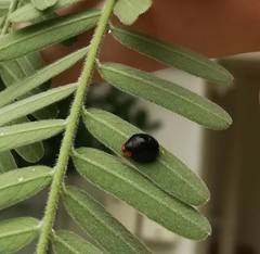 Chilocorus nigritus