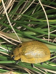 Paropsis augusta