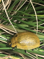 Paropsis augusta