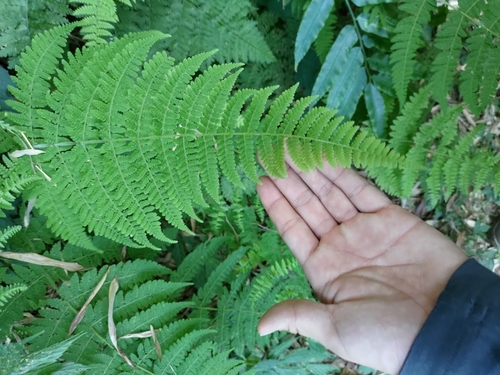 Acystopteris tenuisecta (Acystopteris tenuisecta)