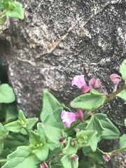 Scutellaria humilis