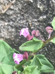 Scutellaria humilis