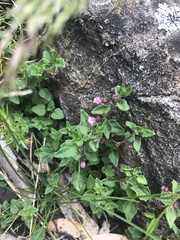 Scutellaria humilis